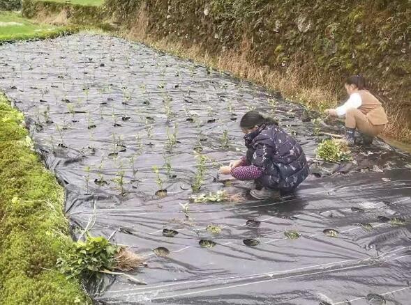 Perforated weed control fabric